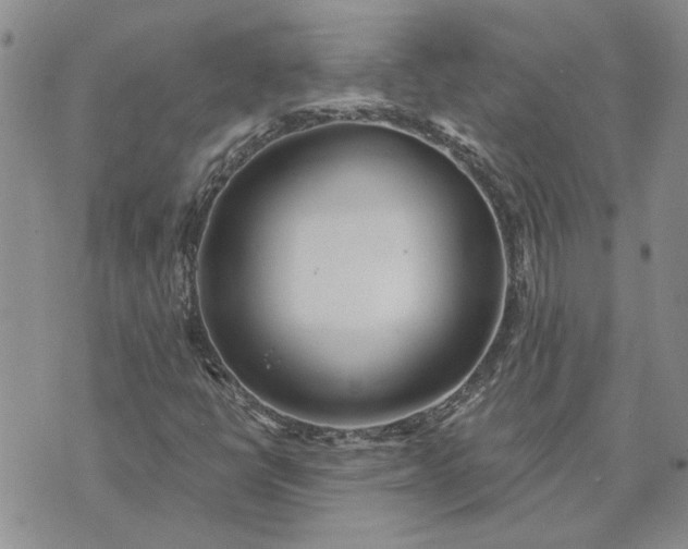 X0000072971398200608041206