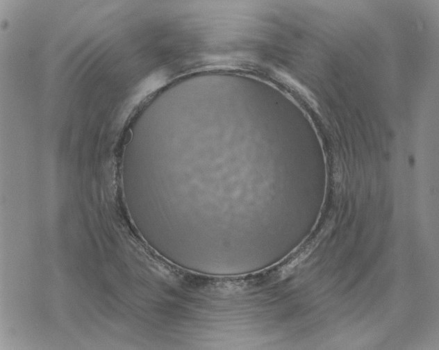 X0000072971411200608041206