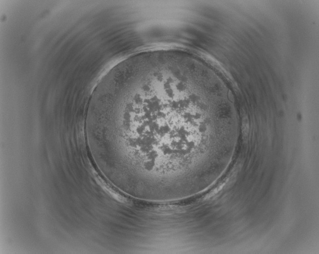 X0000072971417200608041206