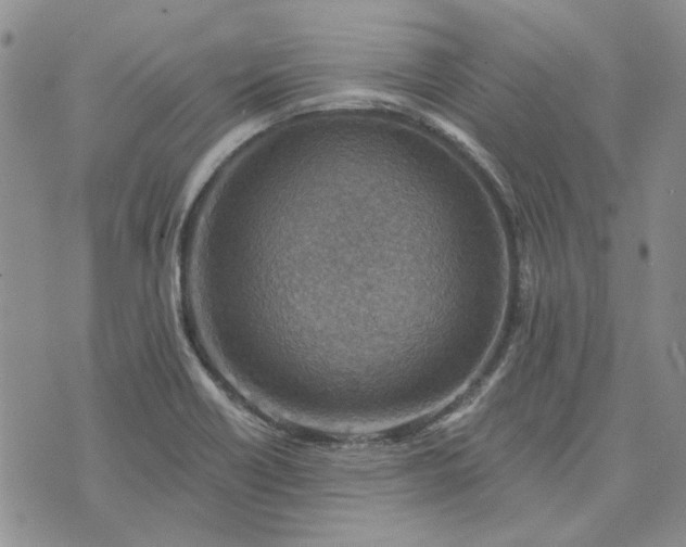 X0000072971418200608041206