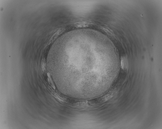 X0000072971444200608041206