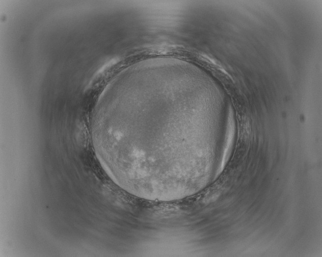 X0000072971446200608041206