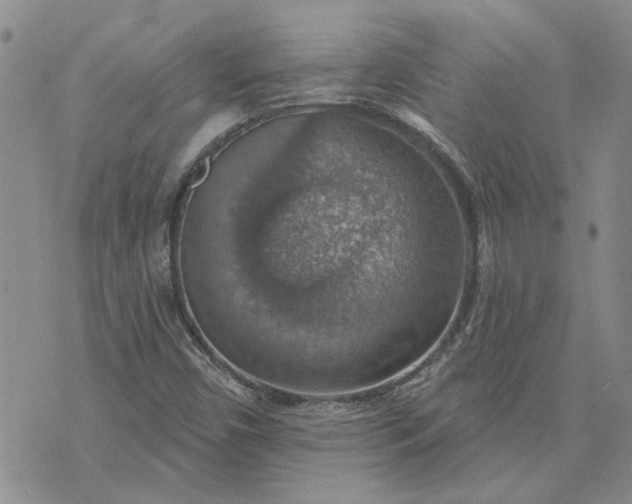 X0000072971450200608041206