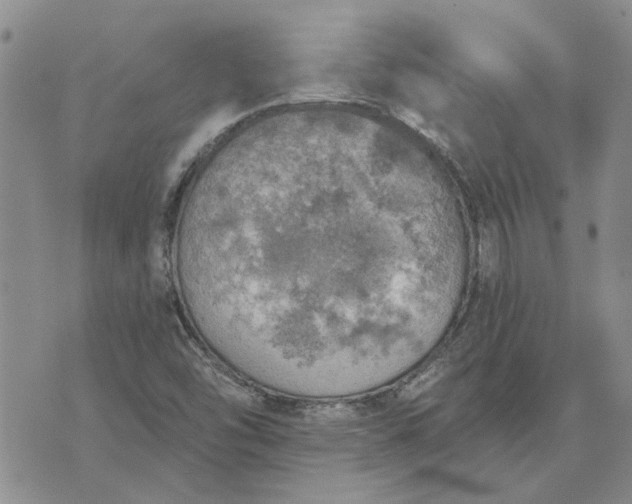 X0000072971454200608041206