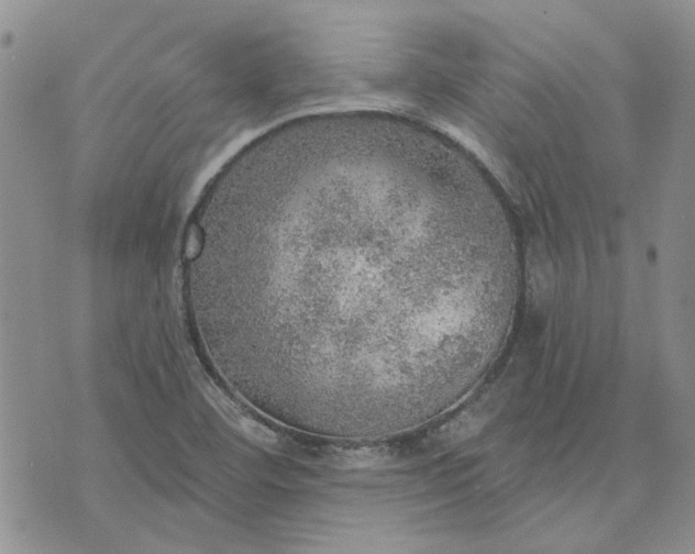 X0000072971460200608041206