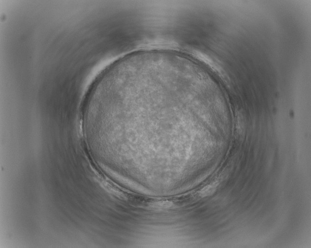 X0000072971462200608041206