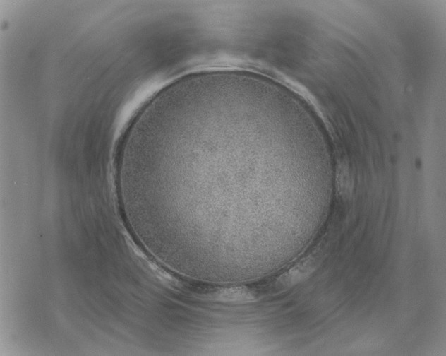 X0000072971464200608041206