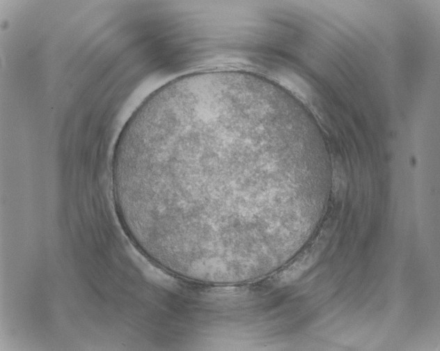 X0000072971478200608041205