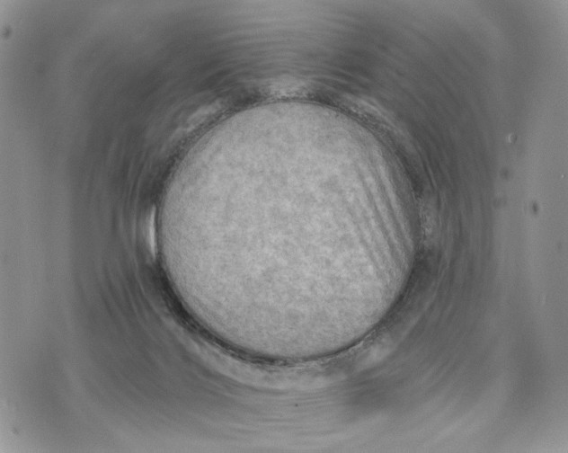 X0000072970028200608111727