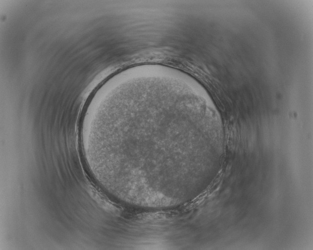 X0000072970100200608111726