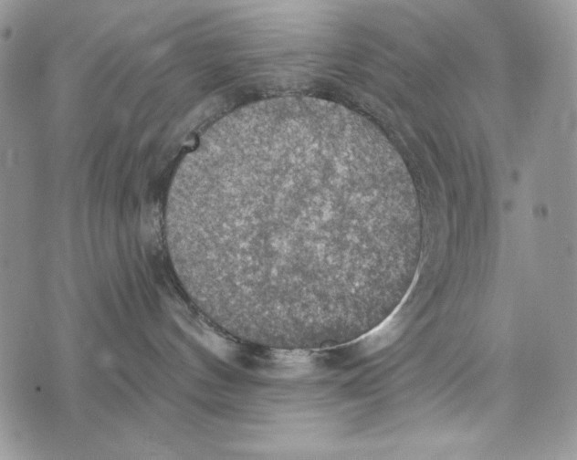 X0000072970144200608111725