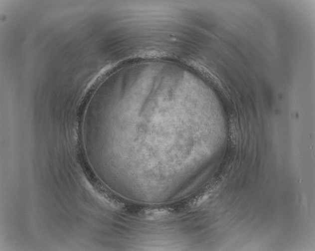 X0000072970208200608111724