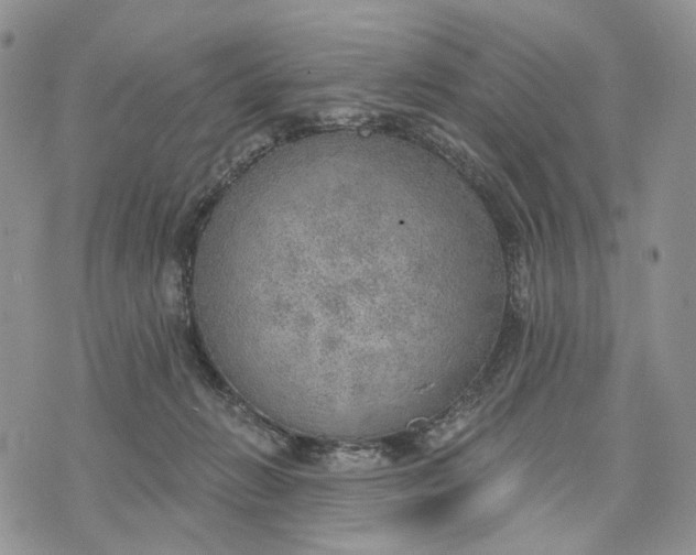 X0000072970270200608111724