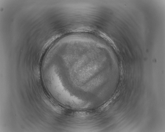 X0000072970298200608111723