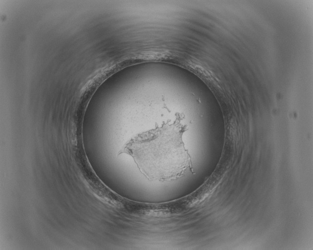 X0000072970303200608111723