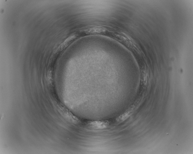 X0000072970326200608111722