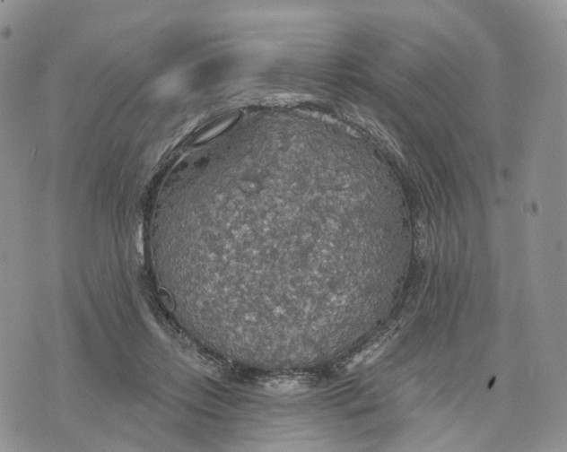 X0000072970358200608111722