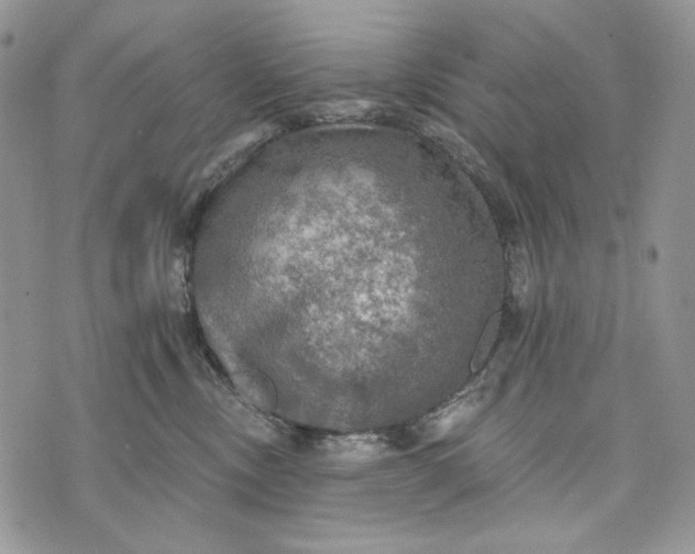 X0000072970378200608111722