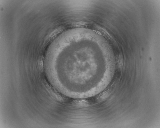 X0000072970427200608111721