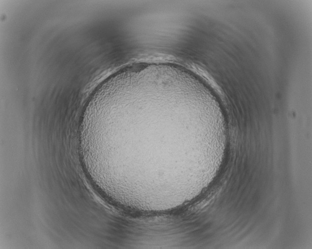 X0000072970433200608111720