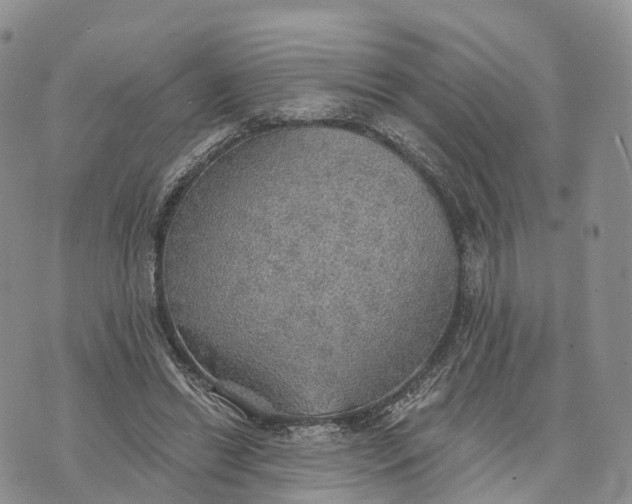 X0000072970446200608111720