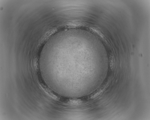 X0000072970455200608111720