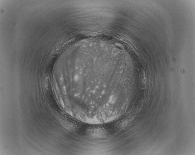 X0000072970503200608111720