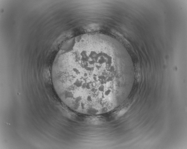 X0000072970523200608111719