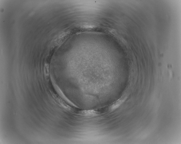 X0000072970528200608111719