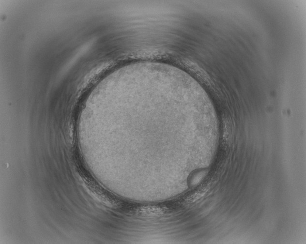 X0000072970636200608111717