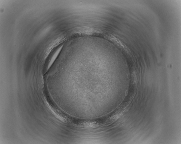 X0000072970638200608111717