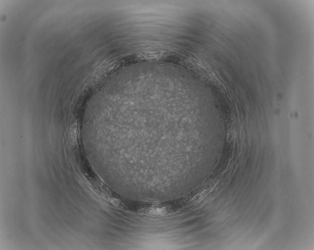 X0000072970647200608111717