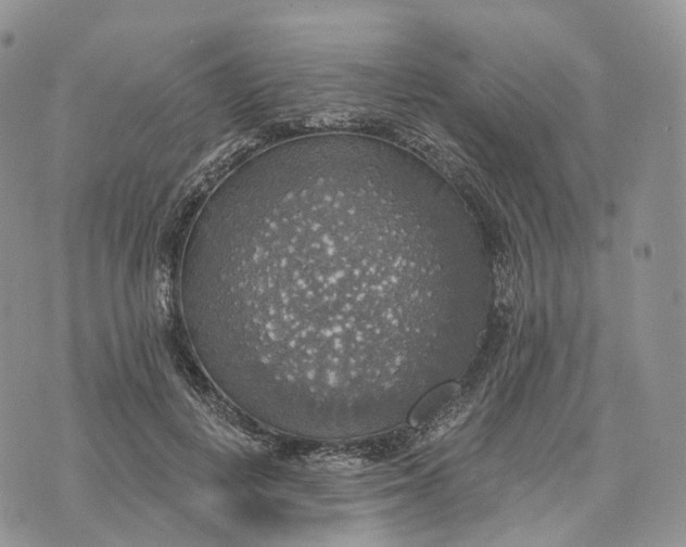 X0000072970648200608111717