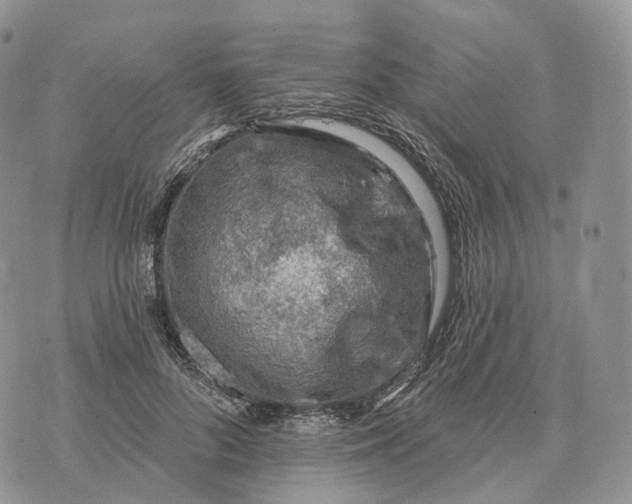 X0000072970696200608111716