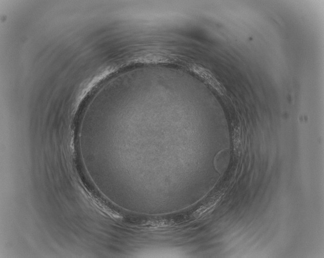 X0000072970727200608111715