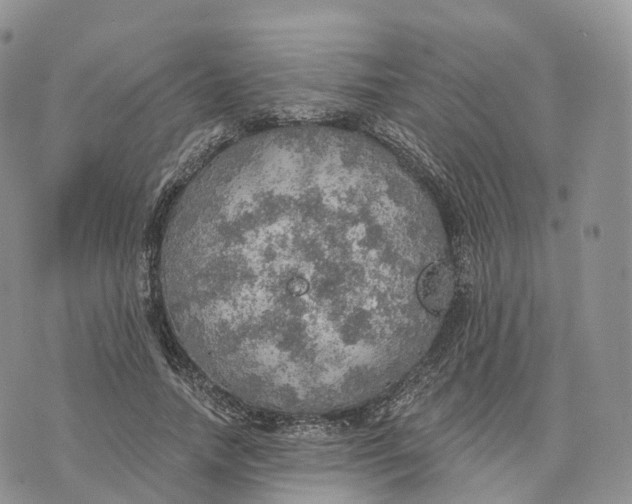 X0000072970738200608111715