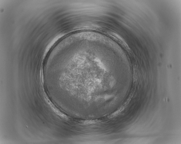 X0000072970796200608111715