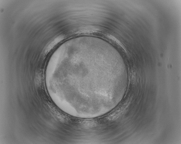 X0000072970874200608111713