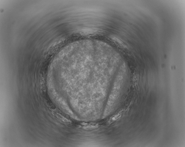 X0000072970917200608111712