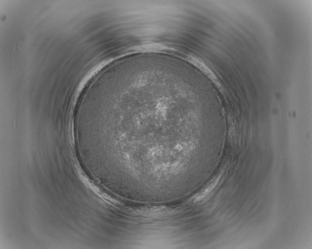 X0000072970939200608111712