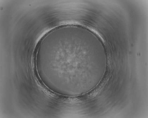 X0000072970983200608111712