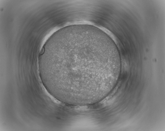 X0000072971006200608111711