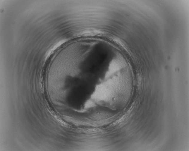 X0000072971018200608111711