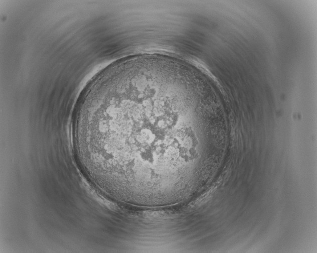 X0000072971032200608111711