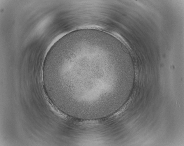 X0000072971044200608111711