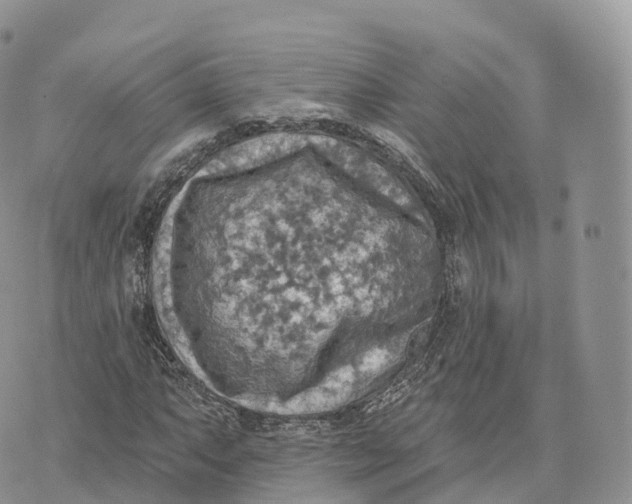 X0000072971063200608111710