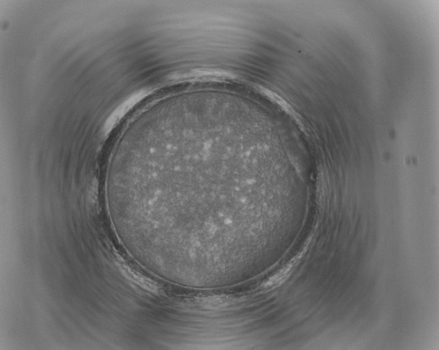 X0000072971066200608111710