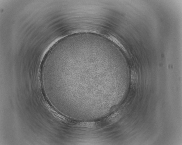 X0000072971068200608111710