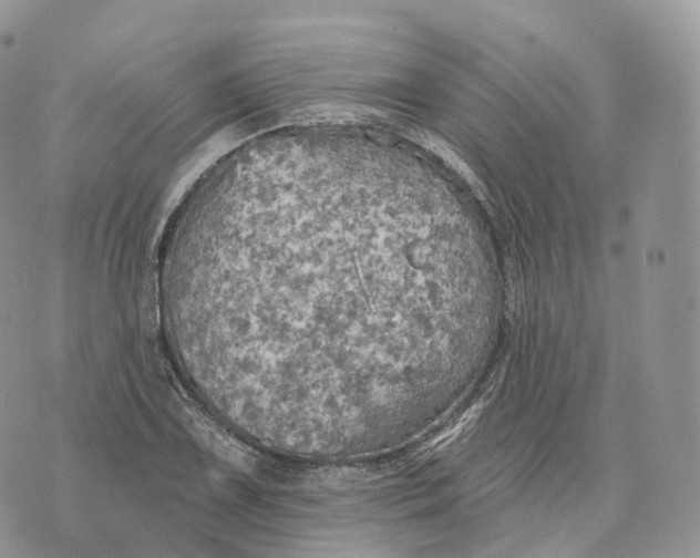 X0000072971075200608111710