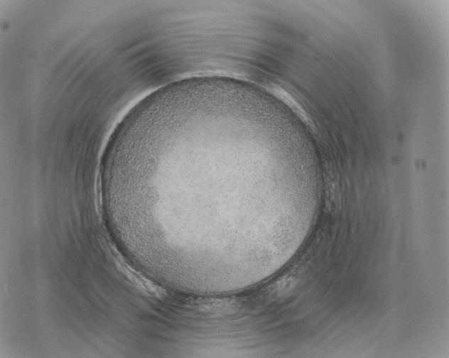 X0000072971076200608111710